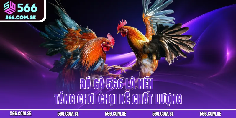 Đá gà 566 là nền tảng chơi chọi kê chất lượng