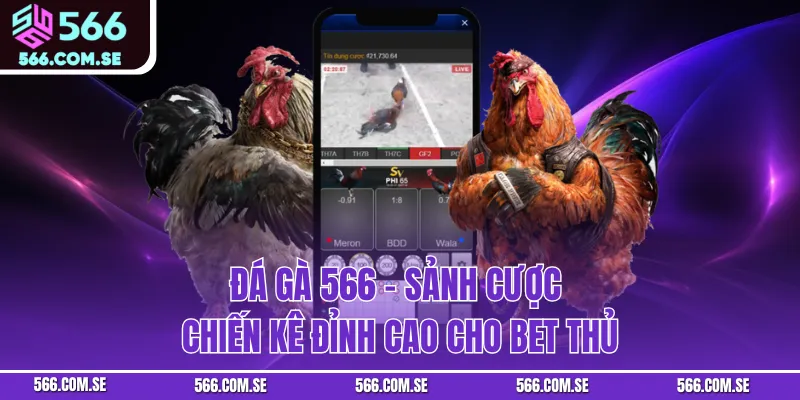 Đá Gà 566 - Sảnh Cược Chiến Kê Đỉnh Cao Cho Bet Thủ