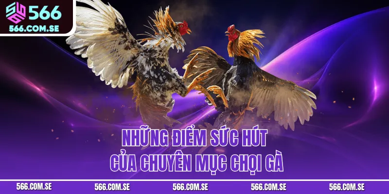 Những điểm sức hút của chuyên mục chọi gà